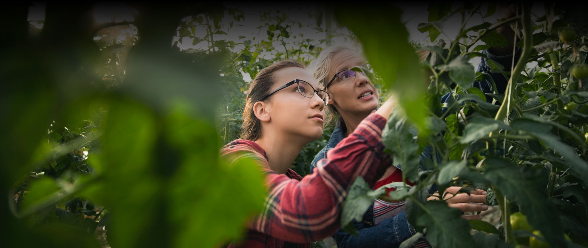 Woman and young girl harvesting tomatoes in a greenhouse cultivation system